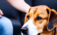 How to Soothe Dogs Ears After Plucking 7 Soothe Dogs Ears After Plucking
