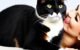 Why Does My Cat Sniff My Mouth 5 Cat Sniff My Mouth