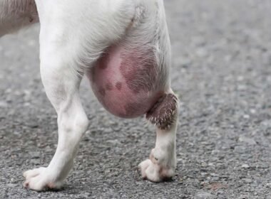 Why is My Male Dog'S Private Area Swollen