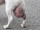 Why is My Male Dog'S Private Area Swollen