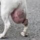 Why is My Male Dog'S Private Area Swollen