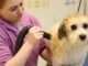 Puppy Grooming 101: Essential Tips and Advice 11 Puppy Grooming