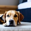 Why Does My Dog Sneak into My Bed at Night?