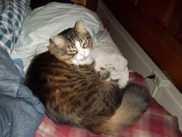 Cat Sleep on My Pillow