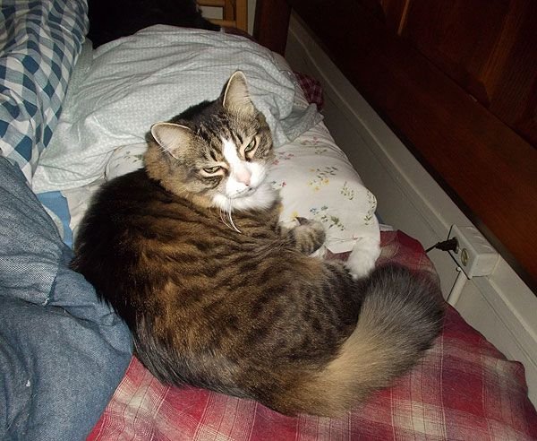 Cat Sleep on My Pillow