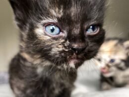 Tell If a Kitten is Blind