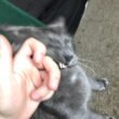 Cat Rub His Teeth on Me