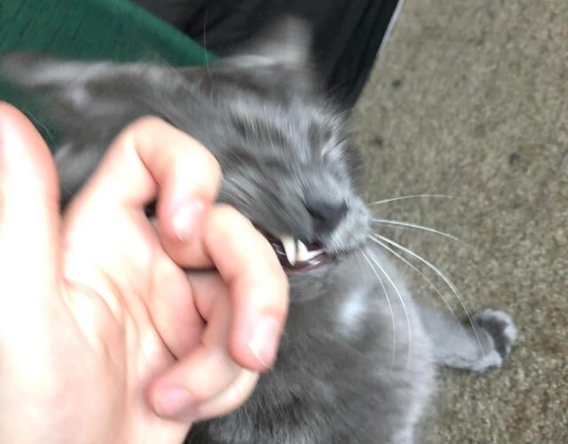 Cat Rub His Teeth on Me