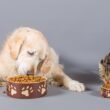 Can dogs eat wet cat food