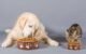 Can Dogs Safely Consume Wet Cat Food? 5 Can dogs eat wet cat food
