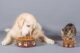 Can Dogs Safely Consume Wet Cat Food? 9 Can dogs eat wet cat food
