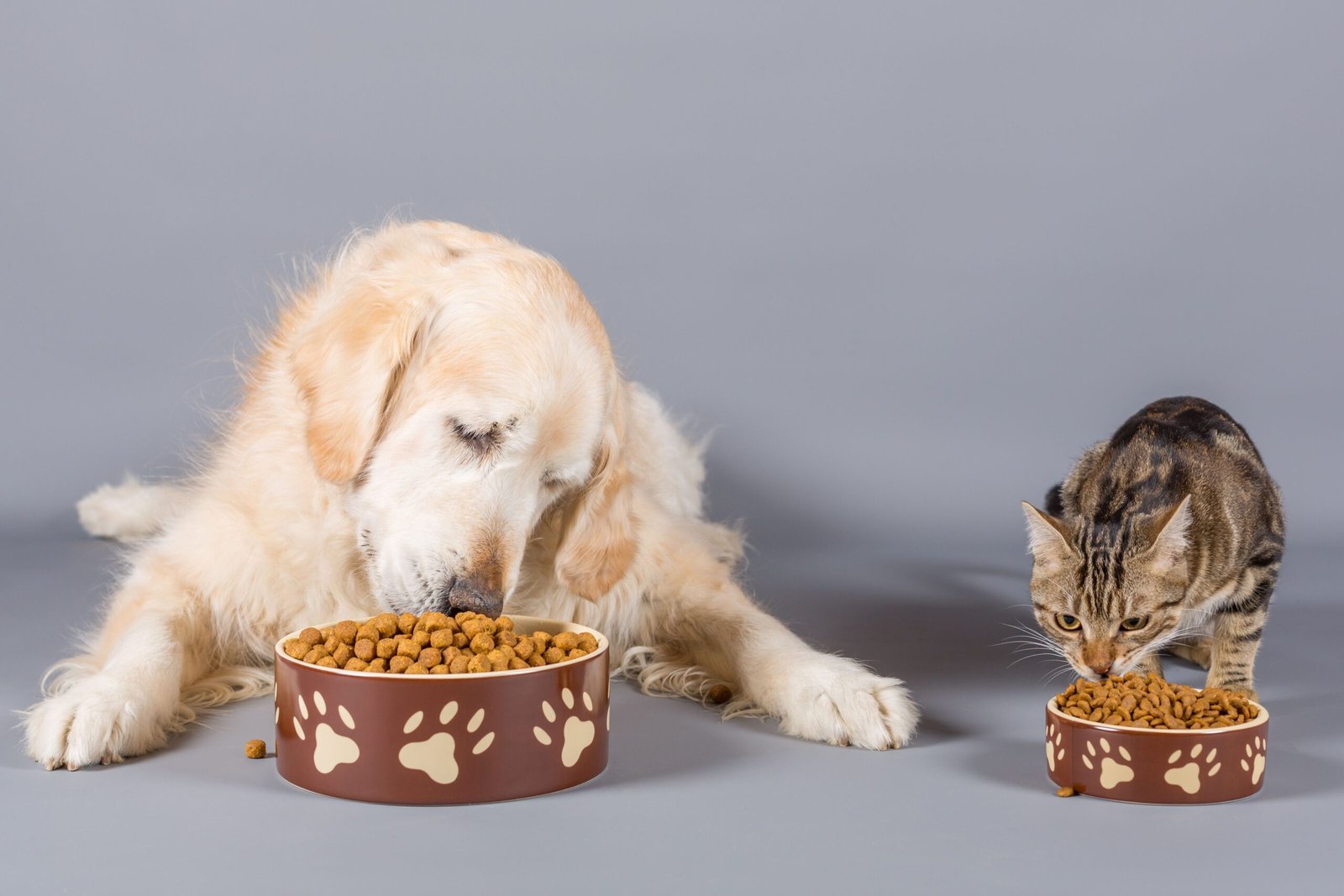 Can dogs eat wet cat food