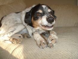 Why is My Dog Growling at Me