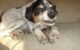 Why is My Dog Growling at Me? 5 Why is My Dog Growling at Me