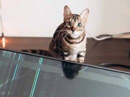 Stop Cat from Jumping on Tv