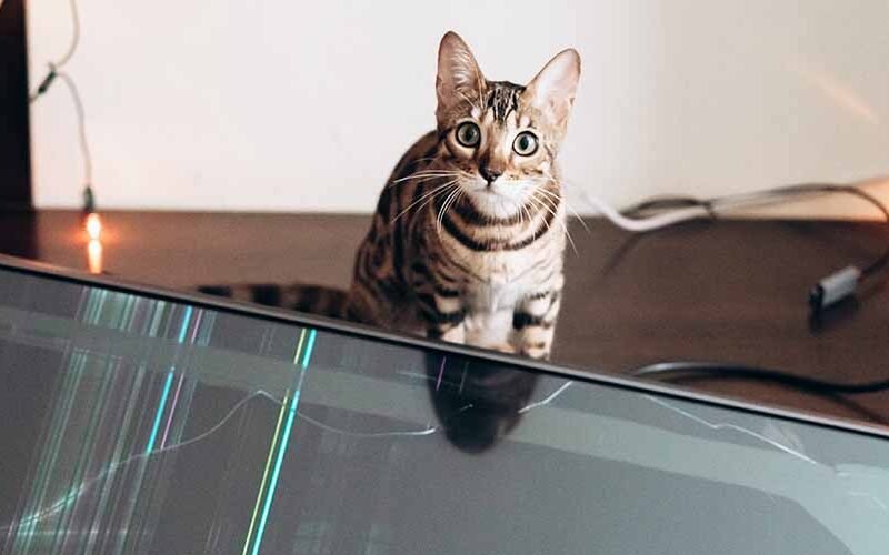 Stop Cat from Jumping on Tv