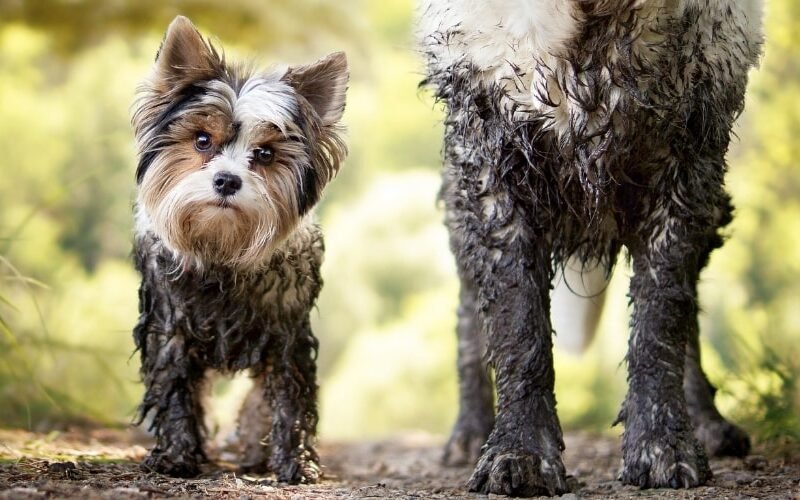 Dogs Like Mud