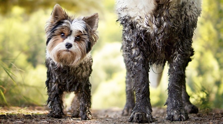 Dogs Like Mud