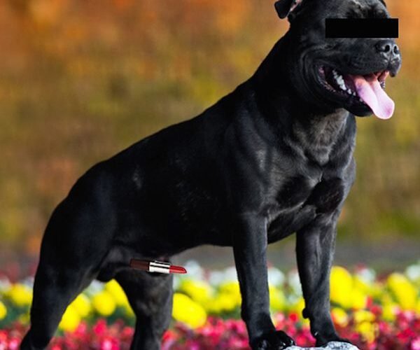 Dogs Get Red Rockets