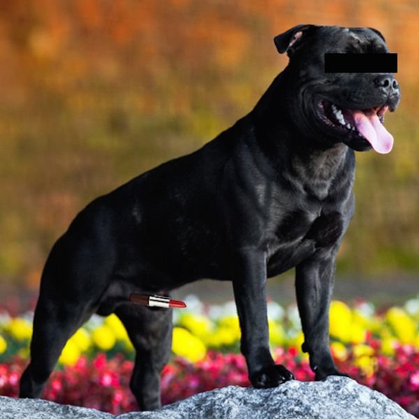 Dogs Get Red Rockets