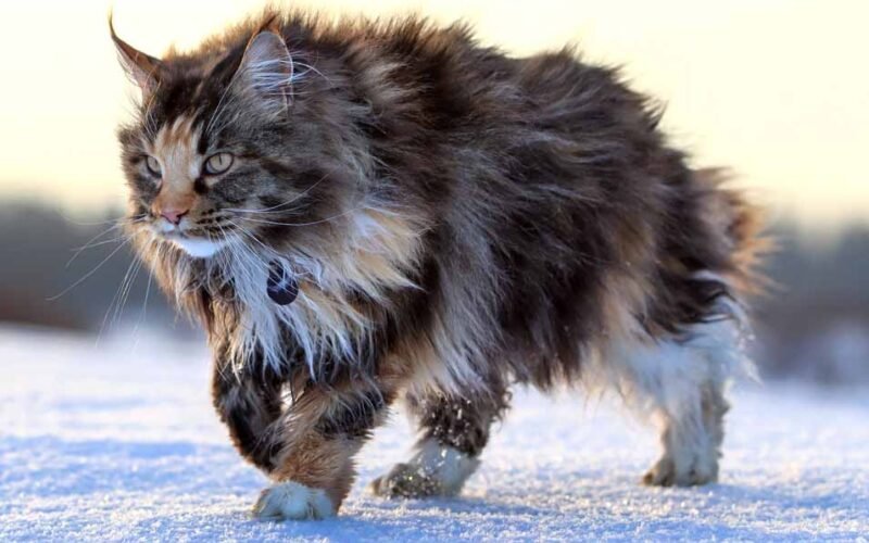 What is a Male Cat Called