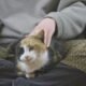 Why Do Cats Like Being Slapped 7 The Science Behind Feline Behavior