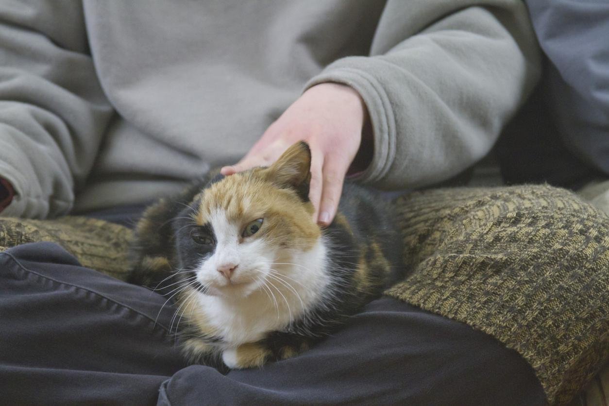 The Science Behind Feline Behavior