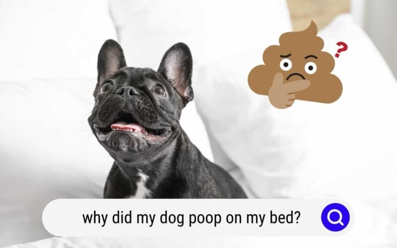 Stop My Dog from Pooping on My Bed