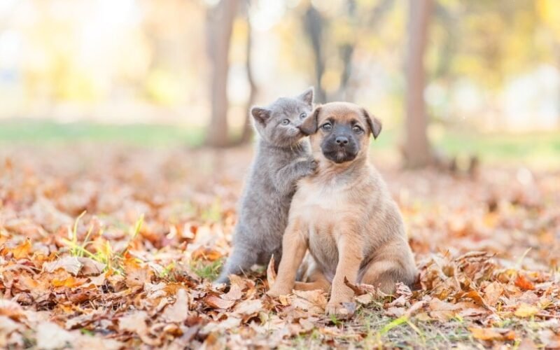 Why Does My Dog Lick My Cat?