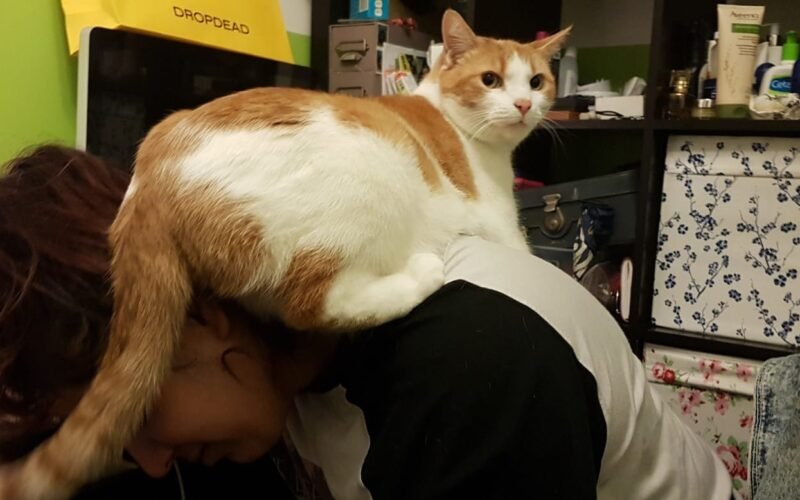 How to Assert Dominance Over a Cat