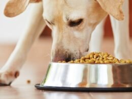 Can dogs get sick from eating cat food