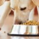 Cat Food And Dogs: Health Concerns 8 Can dogs get sick from eating cat food