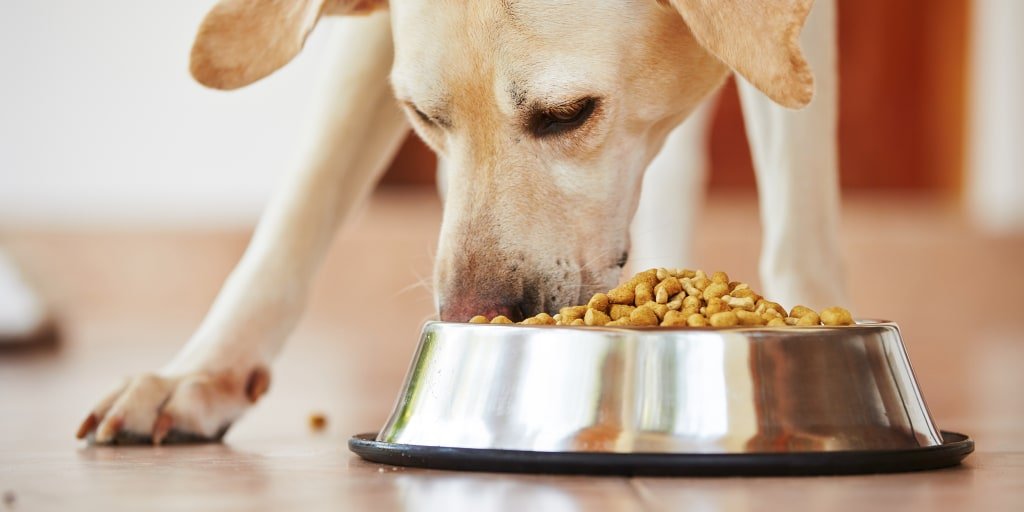 Can dogs get sick from eating cat food