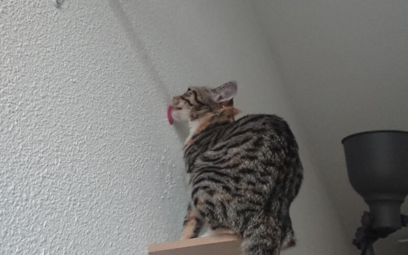 Cat Lick Walls