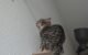 Why Does My Cat Lick Walls 5 Cat Lick Walls