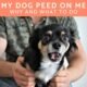 Why Did My Dog Pee on Me 8 Dog Pee on Me