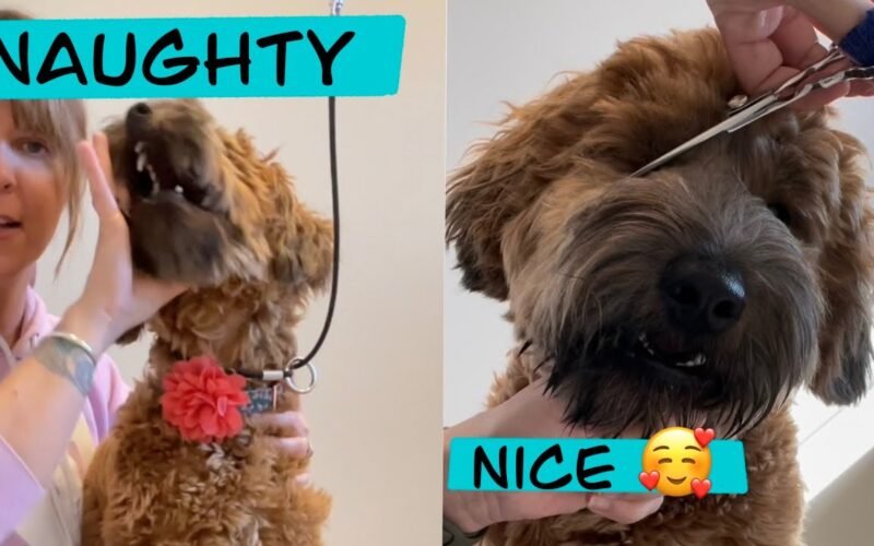 Dog Head Still While Grooming