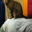 My Cat Jump on My Back