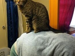 My Cat Jump on My Back