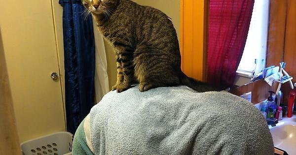 My Cat Jump on My Back