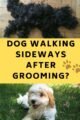 How Long Will My Dog Act Weird After Grooming?