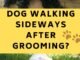 How Long Will My Dog Act Weird After Grooming?