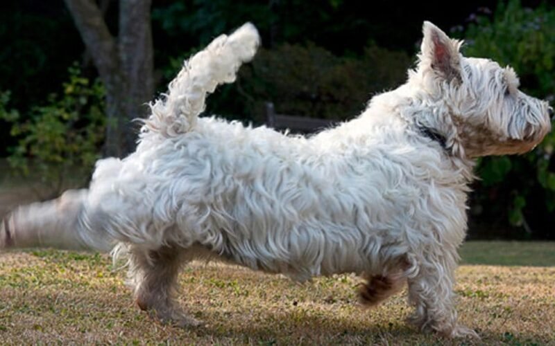 Dogs Kick Their Back Legs