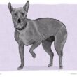 Dogs Lift One Paw