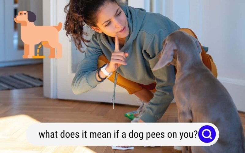 Dog Pees on You