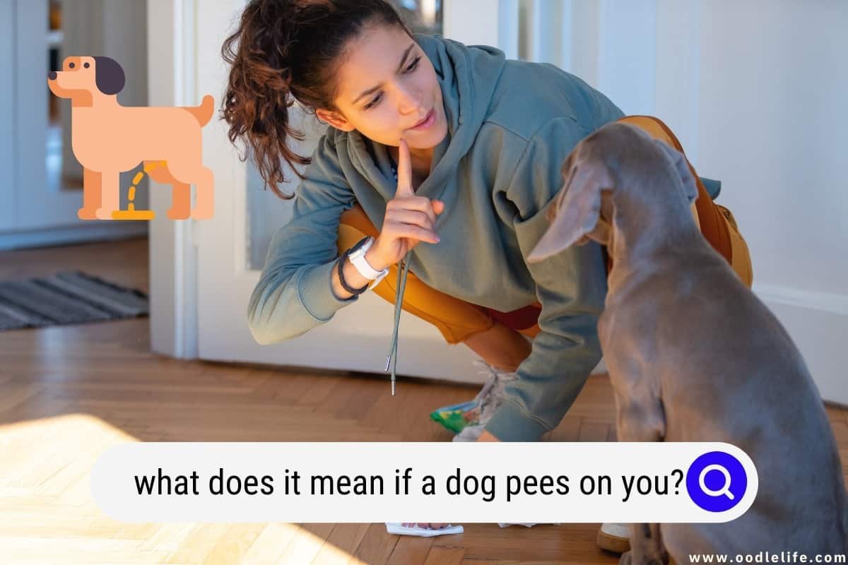 Dog Pees on You