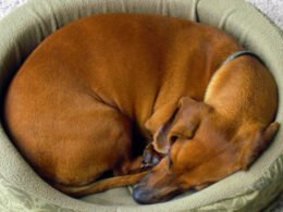 Dogs Circle before They Lay down