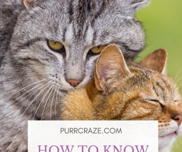 Cat Mating was Successful