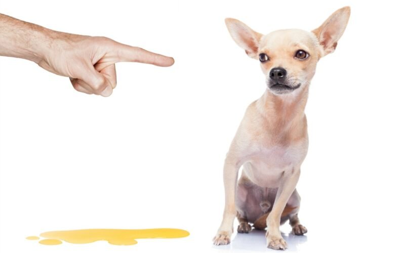 My Dog Drink His Pee