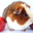 Guinea Pigs Eat Plums